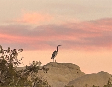 A picture of an egret on a rock out in Aztec, New Mexico during sunset